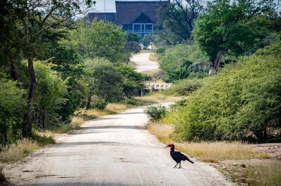 Vacant Land / Plot in Moditlo Nature Reserve For Sale