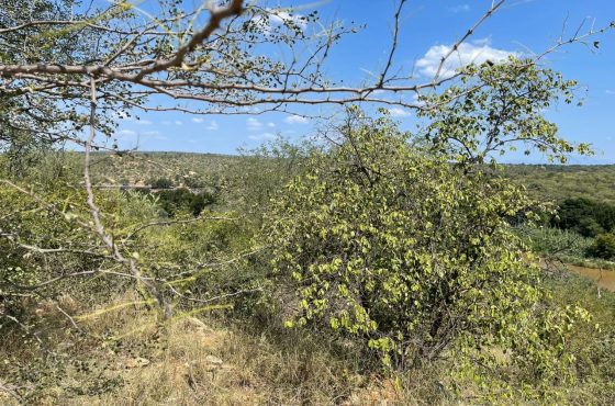 Vacant Land / Plot in Elephant Rock Eco Estate For Sale